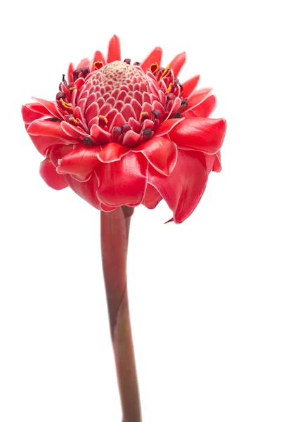 Gengibre de tocha de flor tropical único, isolado — Fotografia de Stock