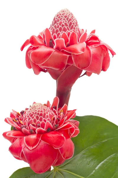 Tropisk blomma fackla ingefära, isolerade — Stockfoto