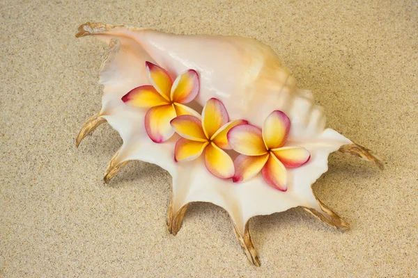Frangipani, plumeria flores en concha marina, sobre arena —  Fotos de Stock