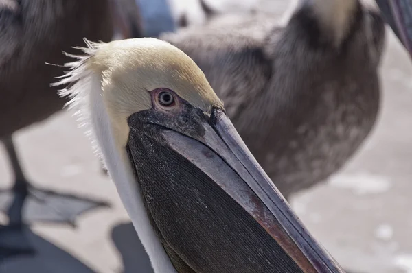 stock image Pelican