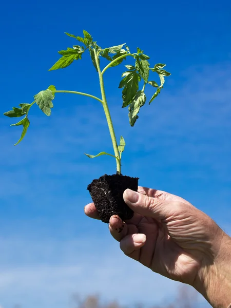 Planting tomato — Stock Photo, Image