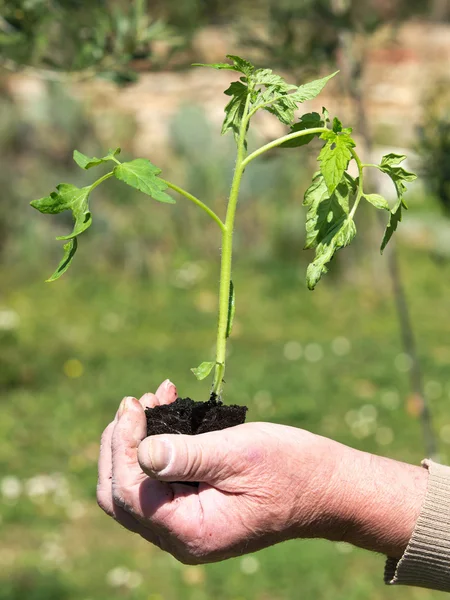 Plantar tomate — Fotografia de Stock