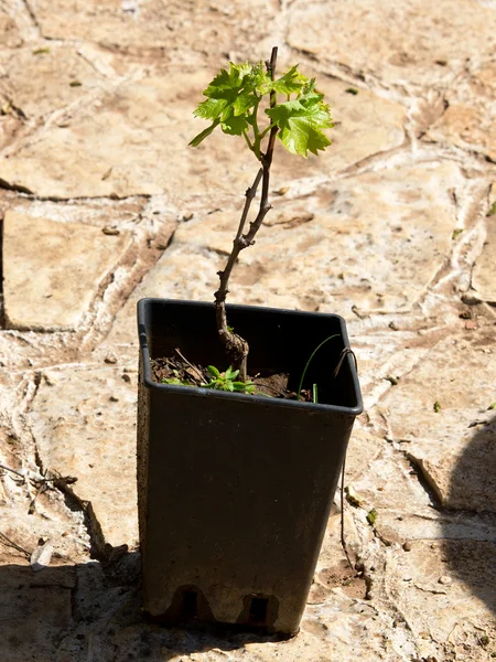 Постельное растение — стоковое фото