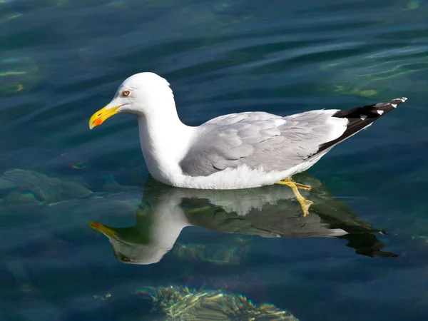 stock image Seagull