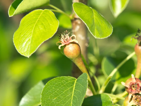 Árbol de pera — Foto de Stock