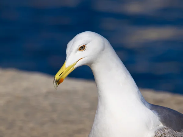 stock image Seagull