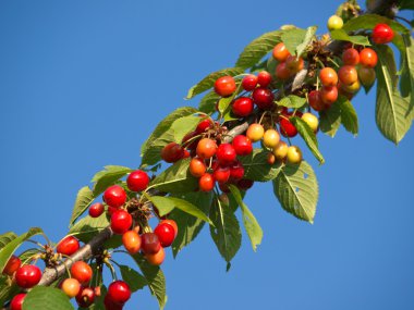 Branch with cherries clipart