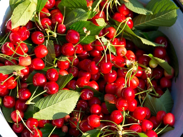 stock image Sweet cherry