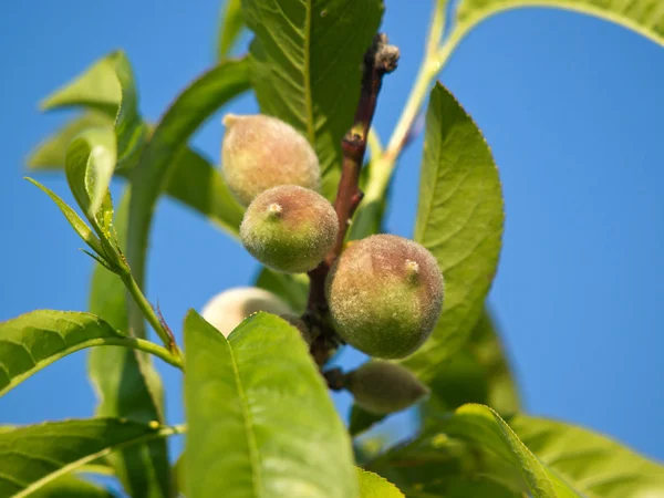 Зелений персик — стокове фото