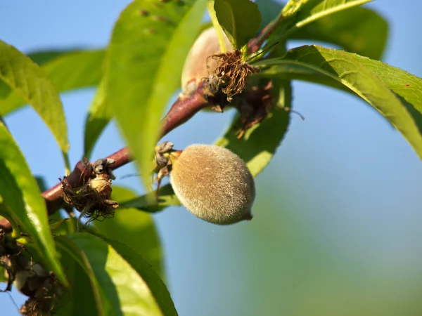 Зелений персик — стокове фото