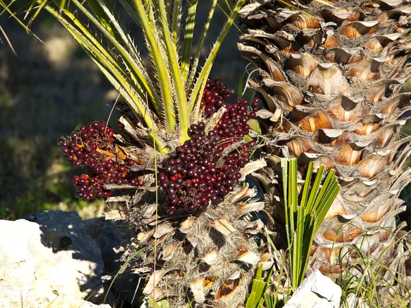 Nasiona palmowe — Zdjęcie stockowe