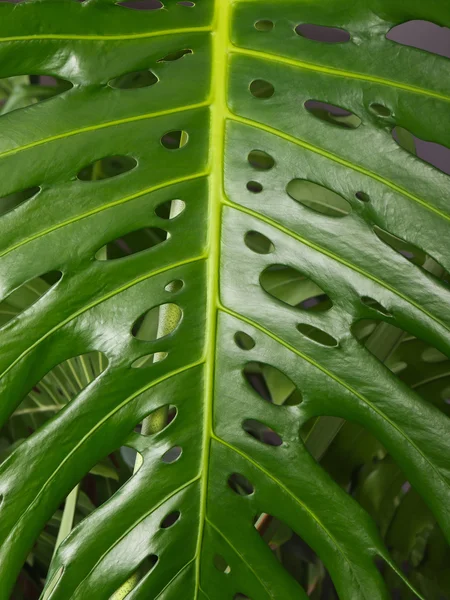 Leaf of the planr — Stok fotoğraf