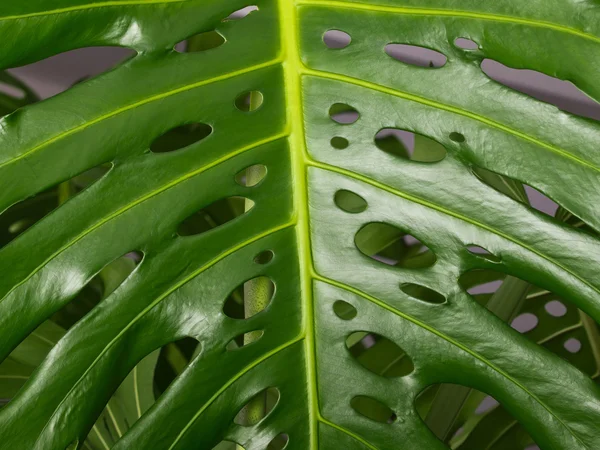 Лист растения — стоковое фото