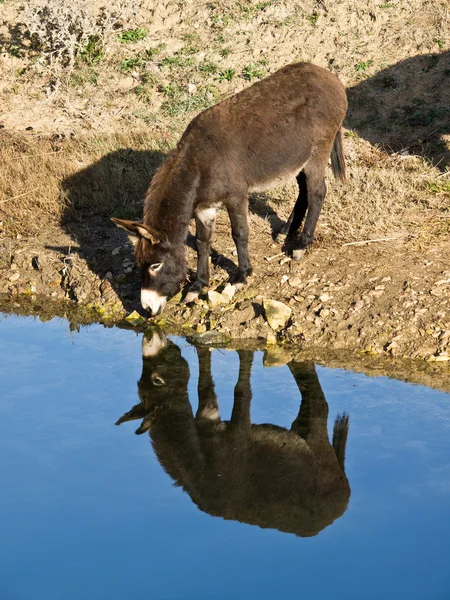 Stock image Donkey