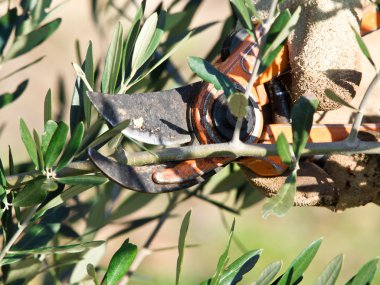 zeytin ağacı