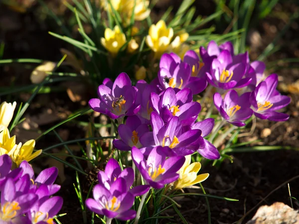 Flowers — Stock Photo, Image