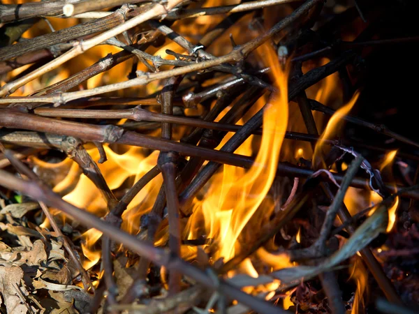 葉を燃焼 — ストック写真