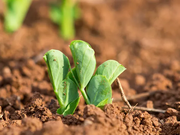 Green peas — Stock Photo, Image