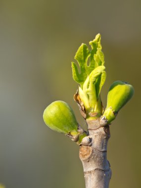 Fig bud clipart