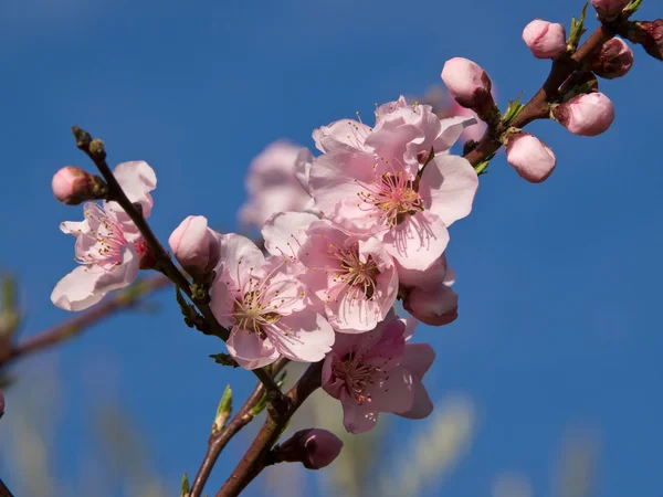 stock image Peach blossom