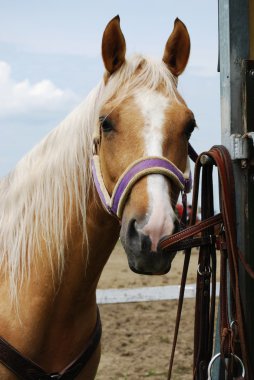 haflinger at