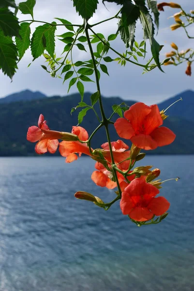 Bigonia campsis radicans πορτοκαλί λουλούδια — Φωτογραφία Αρχείου