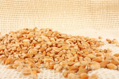 buğday kulak tepesi