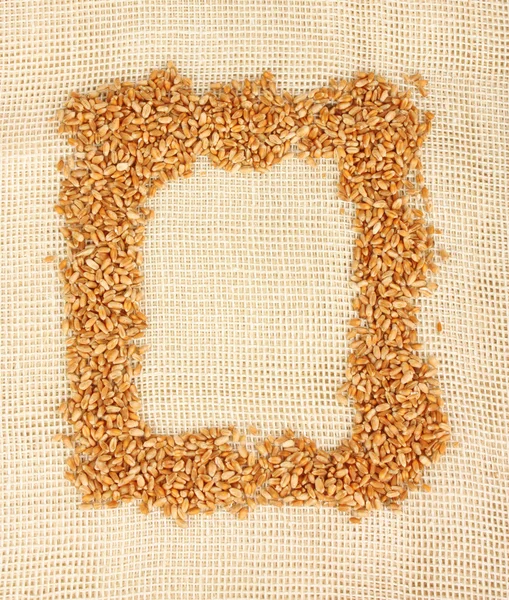 小麦の耳ボーダー — ストック写真
