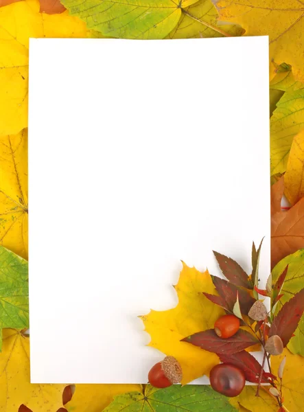 Листья и бумага — стоковое фото