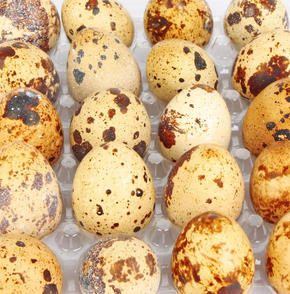Container of quail eggs — Stock Photo, Image