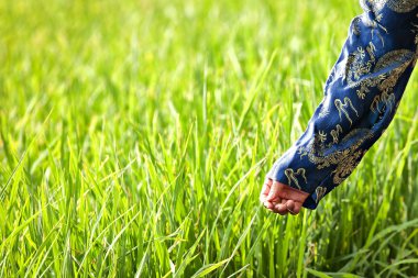 Rice Field clipart