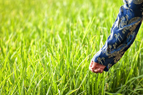 stock image Rice Field