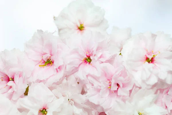 Virágzó Sakura közelről — Stock Fotó