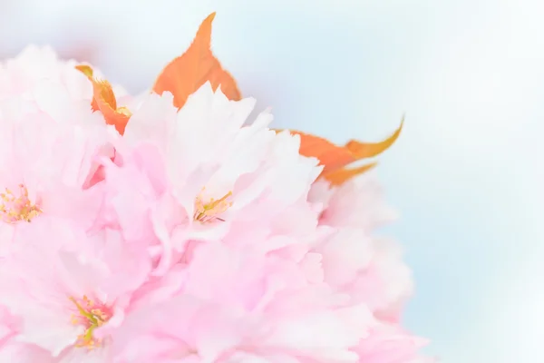 Lähikuva kukkiva sakura — kuvapankkivalokuva