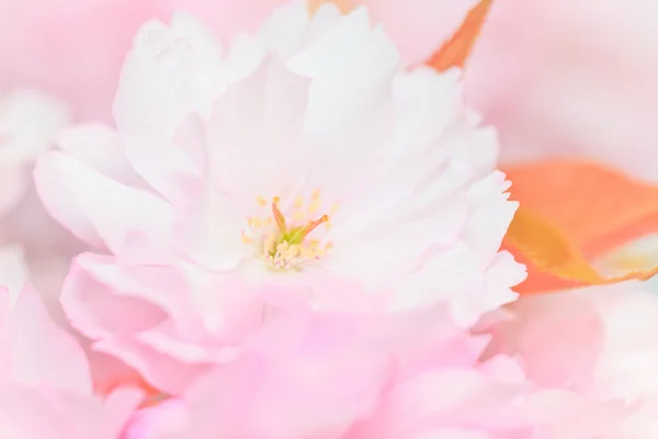 Gros plan de sakura en fleurs — Photo