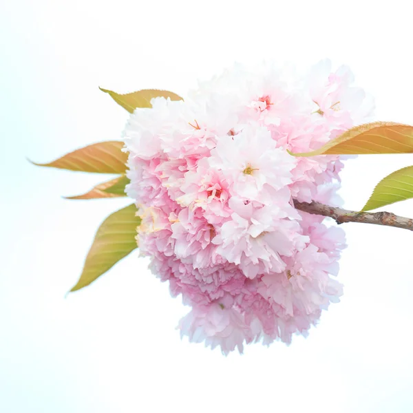 Крупный план цветущей сакуры — стоковое фото