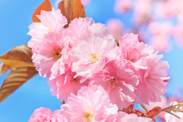 開花桜のクローズ アップ — ストック写真