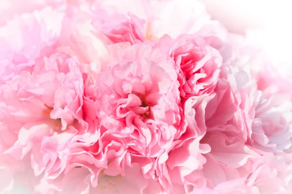 stock image Close up of blooming sakura