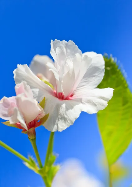 Stock image Close up of blooming cherry