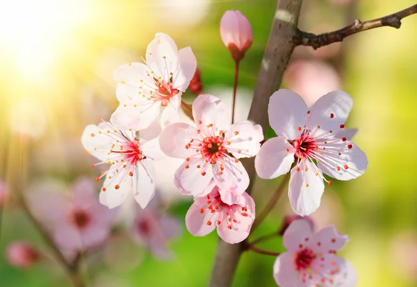Primer plano de la cereza floreciente — Foto de Stock