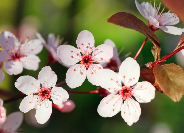 Крупный план цветущей вишни — стоковое фото