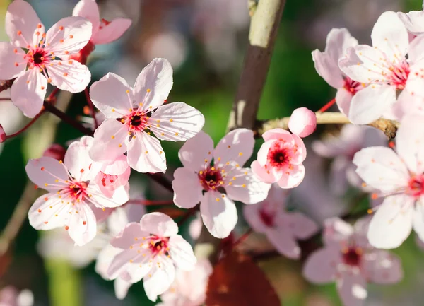 Крупный план цветущей вишни — стоковое фото