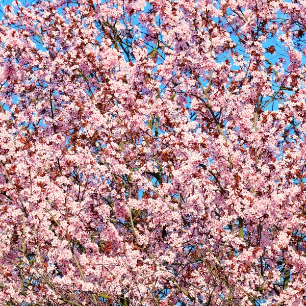 stock image Close up of blooming cherry