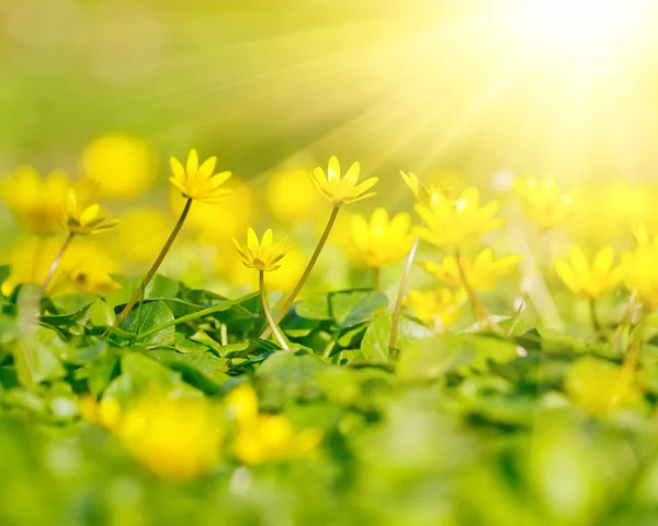 Close up of yellow flowers — Stock Photo, Image