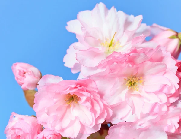 Gros plan de sakura en fleurs — Photo