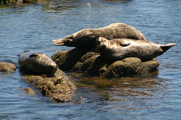 Seals On A Rock — Stock Photo, Image