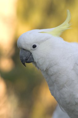 kakadu