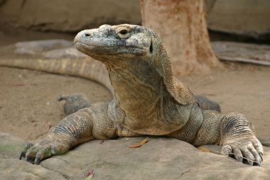 Komodo Ejderi