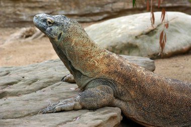 Komodo Ejderi