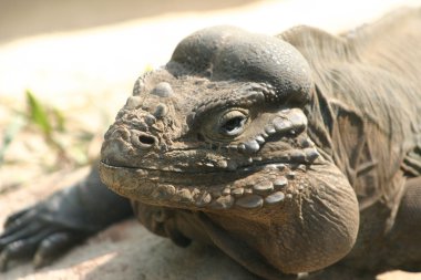 gergedan iguana